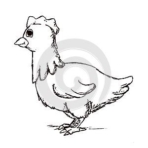 Hand made sketch of chiken