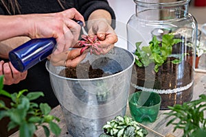 Hand made a terrarium with green plants