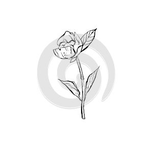Hand made vector abstract graphic ink peony or rose flower isolated on white background. Outline design elements for