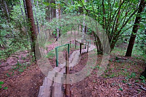 Hand-made wooden steps leading to the forest