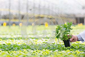 Hand of male biochemist holding seedling in plant nursery