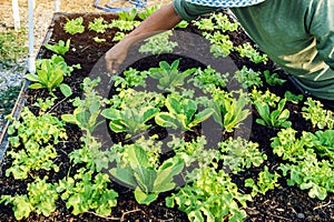 Hand of male farmer using a food fork to shovel soil to cultivate earthworms in an organic vegetable garden. Use simple equipment