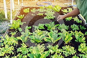 Hand of male farmer using a food fork to shovel soil to cultivate earthworms in an organic vegetable garden. Use simple equipment