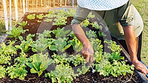 Hand of male farmer using a food fork to shovel soil to cultivate earthworms in an organic vegetable garden. Use simple equipment