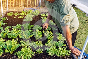 Hand of male farmer using a food fork to shovel soil to cultivate earthworms in an organic vegetable garden. Use simple equipment