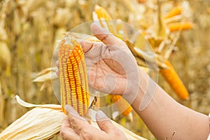 Hand or Male or Man Farmer holding or Harvesting Corn Cob on plant