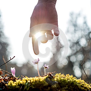 Hand of a man above blue flower back lit by the sun