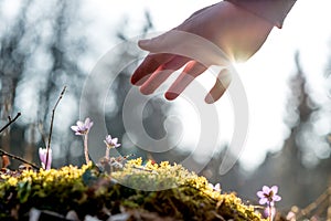 Hand of a man above a mossy rock with new delicate blue flower