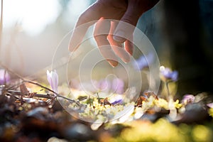 Hand of a man above a new delicate blue flowers in a shaft of sunlight