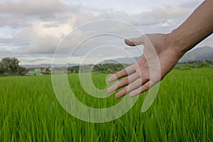 Hand man business with filed farm green rice and cloud sky