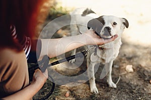 Hand of man caress little scared dog from shelter posing outside