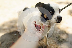 Hand of man caress little scared dog from shelter posing outside