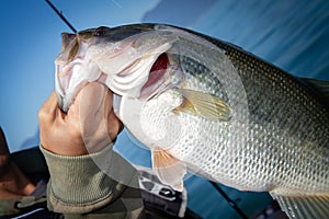 The hand of the man carrying the bass