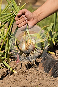 Hand Of Man Farmer Hold Young Onions In Vegetable Garden.