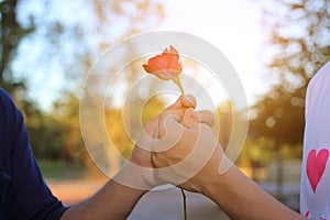 Hand of man is giving a red rose to woman on nature blurred background with sunshine effect. Romantic lovers dating. Valentine`s