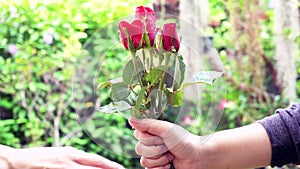 Hand of man giving a red rose to woman.Valentineâ€™s day gift concept