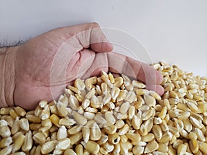 hand of a man grabbing grains of corn