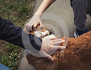 The hand of the man and the hand of the child stroke the dog. Conceptual. Caring for animals