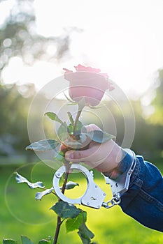 The hand of a man in handcuffs gives a red rose flower