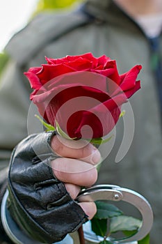 The hand of a man in handcuffs gives a red rose flower