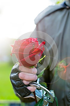 The hand of a man in handcuffs gives a red rose flower