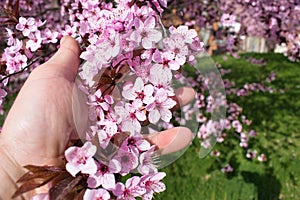 Hand of a man holding beautiful flowers of an almond tree in early spring