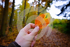 Hand of a man holding a colorful beech leaf on an autumn day in the forest. Beautiful autumn mood with nature background. Seasonal