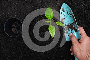 Hand of man holding shovel planting young tree green grow with pot placed on side on black soil background. seedling sprout growin