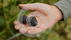 A hand of man holding two huge blackberries in his hand and showing the size