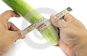 Hand man measuring size of long cucumber