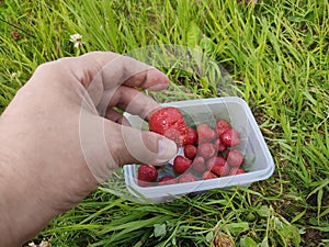 The hand of a man picking up a ripe red strawberry