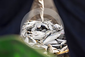 Hand of a man placing sardines, fishing market, Essaouira, Morocco