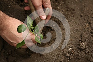 Hand of man planted a young plant of pepper in the ground. Planting pepper seedlings. Making a hole in the ground to plant paprika