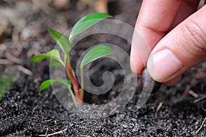 Hand of man planting a seed in soil agriculture. plants growing nature and reducing global warming concept