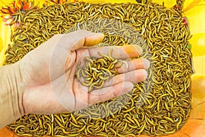 Hand of man show mealworm feed for animals on orange tray in the