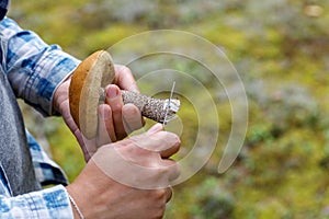 Hand of a man showing a mushroom. Mushroomer. Delicious edible mushroom, Boletus edulis in a beautiful pine forest