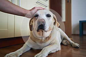 Hand of man stroking dog