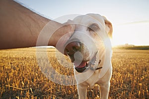 Hand of man stroking dog at sunset