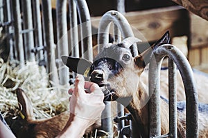 Hand of a man stroking a goat in a sheepfold