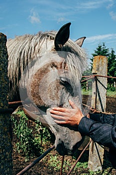 Hand of a man stroking horse