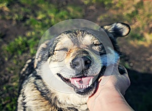 Hand man trembling behind the ear cute dog closed his eyes with pleasure in the autumn Sunny Park