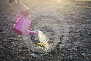 Hand of a man watering little green plant on cracked dry ground photo