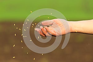 Hand of the man who sows the grain