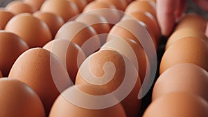 Hand manipulating brown eggs in egg production facility - camera slide.