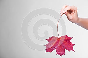 Hand with maple leaf as symbol red dry skin.