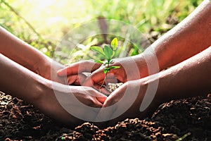 hand mater and child helping planting small tree in garden. concept ecology