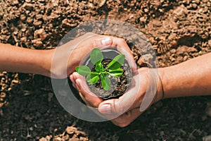 hand of mater and child protection small tree. concept planting