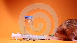 hand in medical glove takes hamster mouse for medical experiment. orange background, medical syringe with needle and