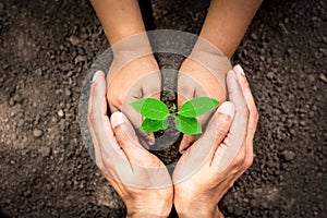 The hand of men and children are helping to plant seedlings into fertile soil, ecology concept