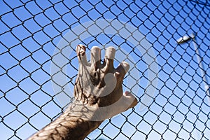 Hand on a metal fence. Border, prison, illegal migration concept.